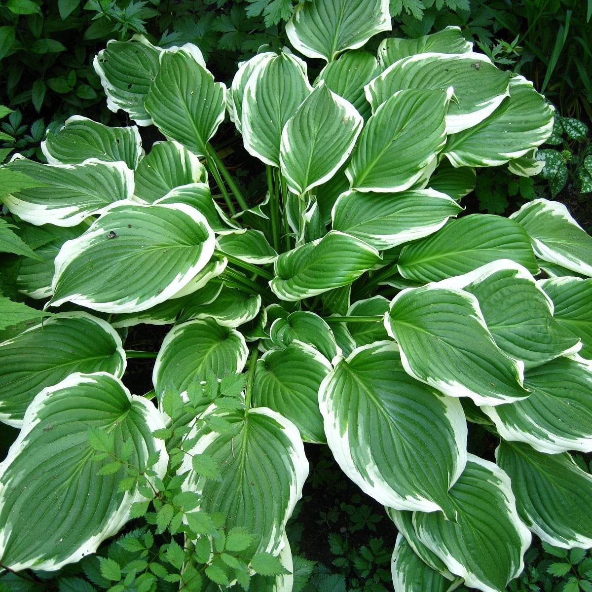 Funkie - Hosta Robert Frost - hlízy hosty - 1 ks