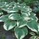 Funkie - Hosta Robert Frost - hlízy hosty - 1 ks