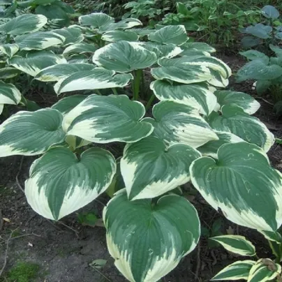 Funkie - Hosta Robert Frost - hlízy hosty - 1 ks
