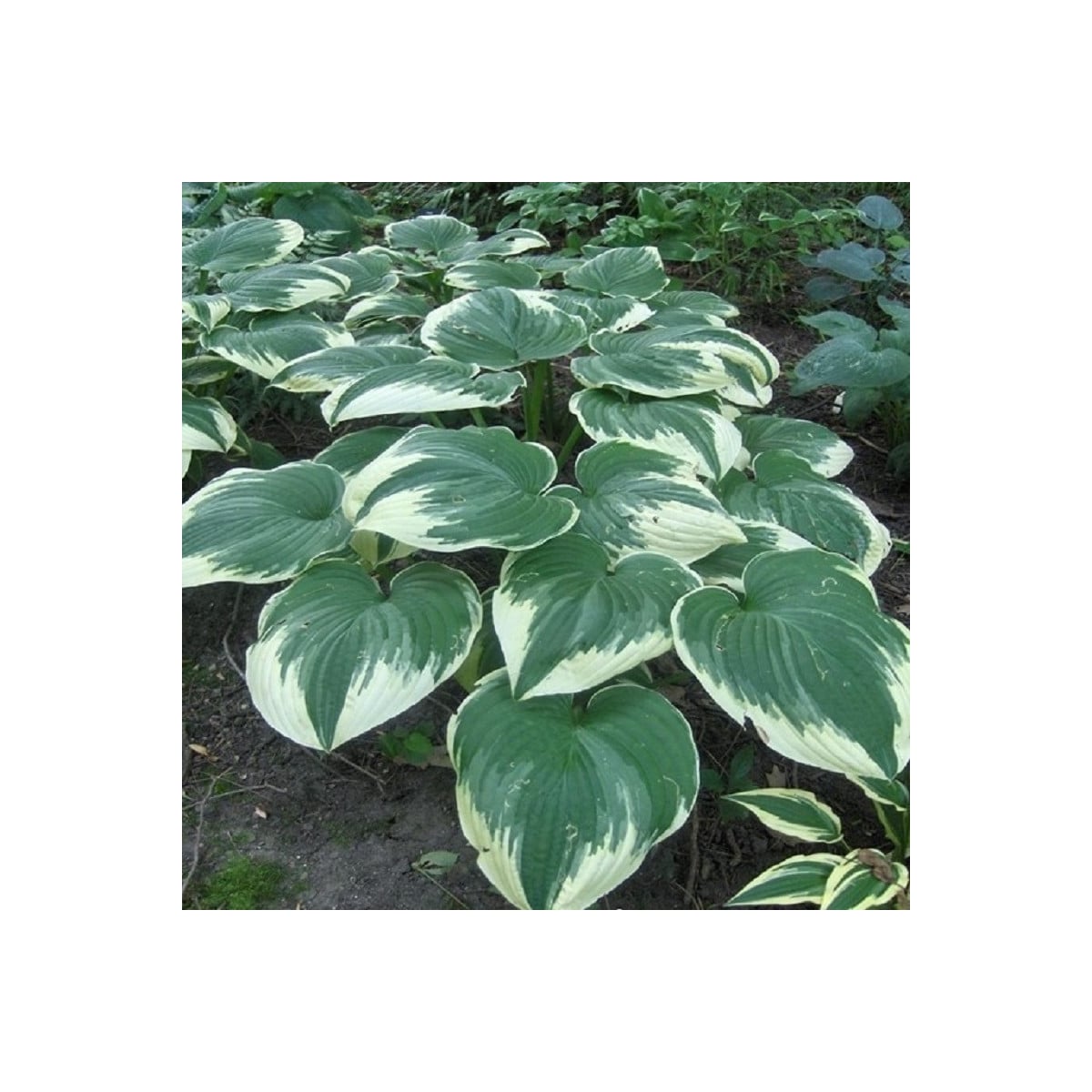 Funkie - Hosta Robert Frost - hlízy hosty - 1 ks