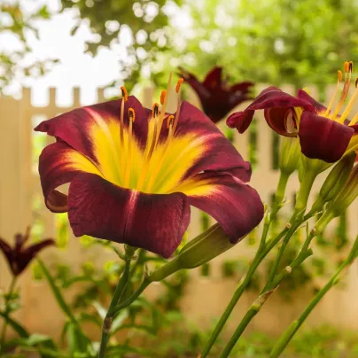 Denivka Night Beacon - Hemerocallis - hlízy denivky - 1 ks