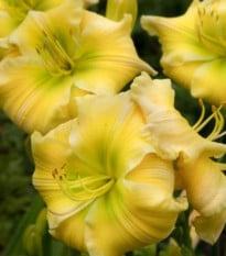 Denivka Tequila and Lime - Hemerocallis - hlízy denivky - 1 ks