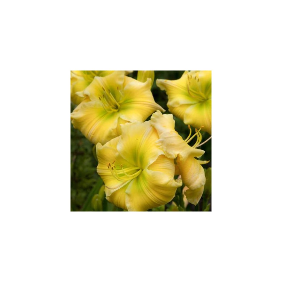 Denivka Tequila and Lime - Hemerocallis - hlízy denivky - 1 ks