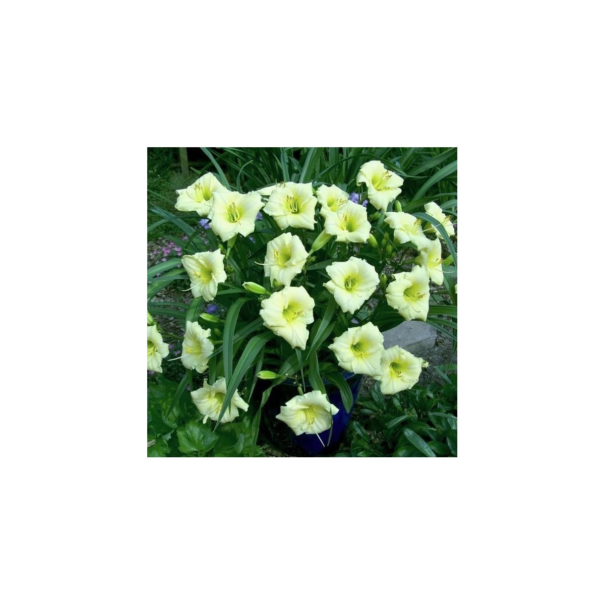 Denivka Longsfield Pearl - Hemerocallis - hlízy denivky - 1 ks
