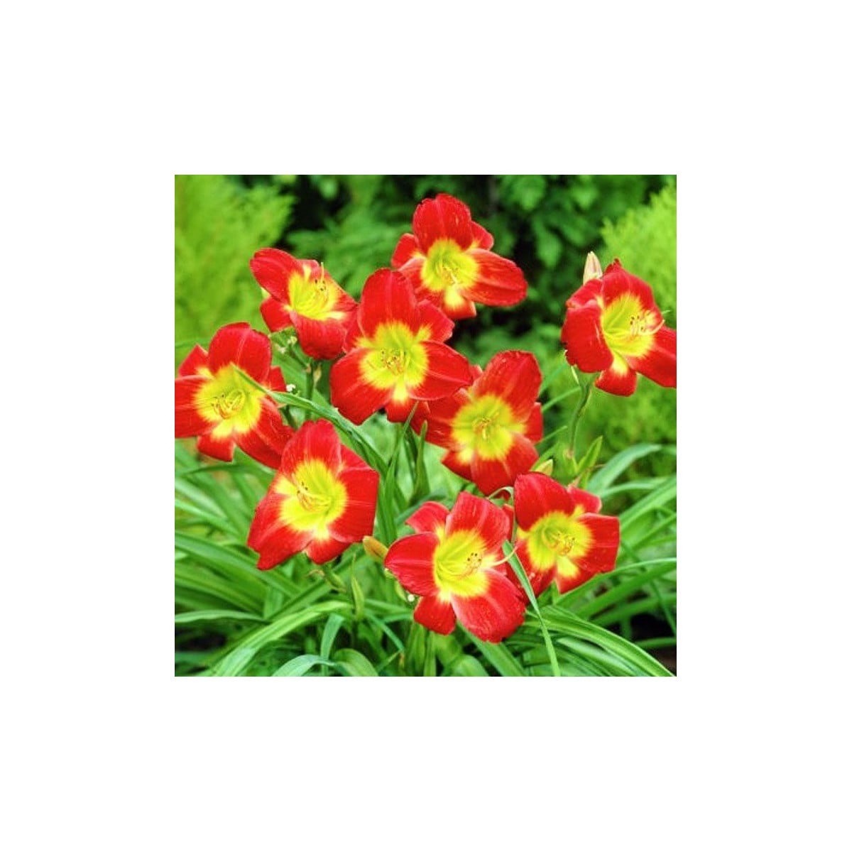 Denivka Longsfield Red Baron - Hemerocallis - hlízy denivky - 1 ks