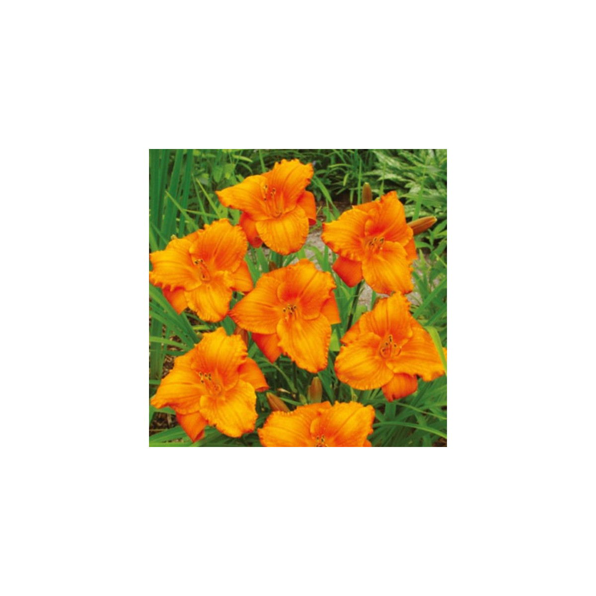 Denivka Tiger Blood - Hemerocallis - hlízy denivky - 1 ks
