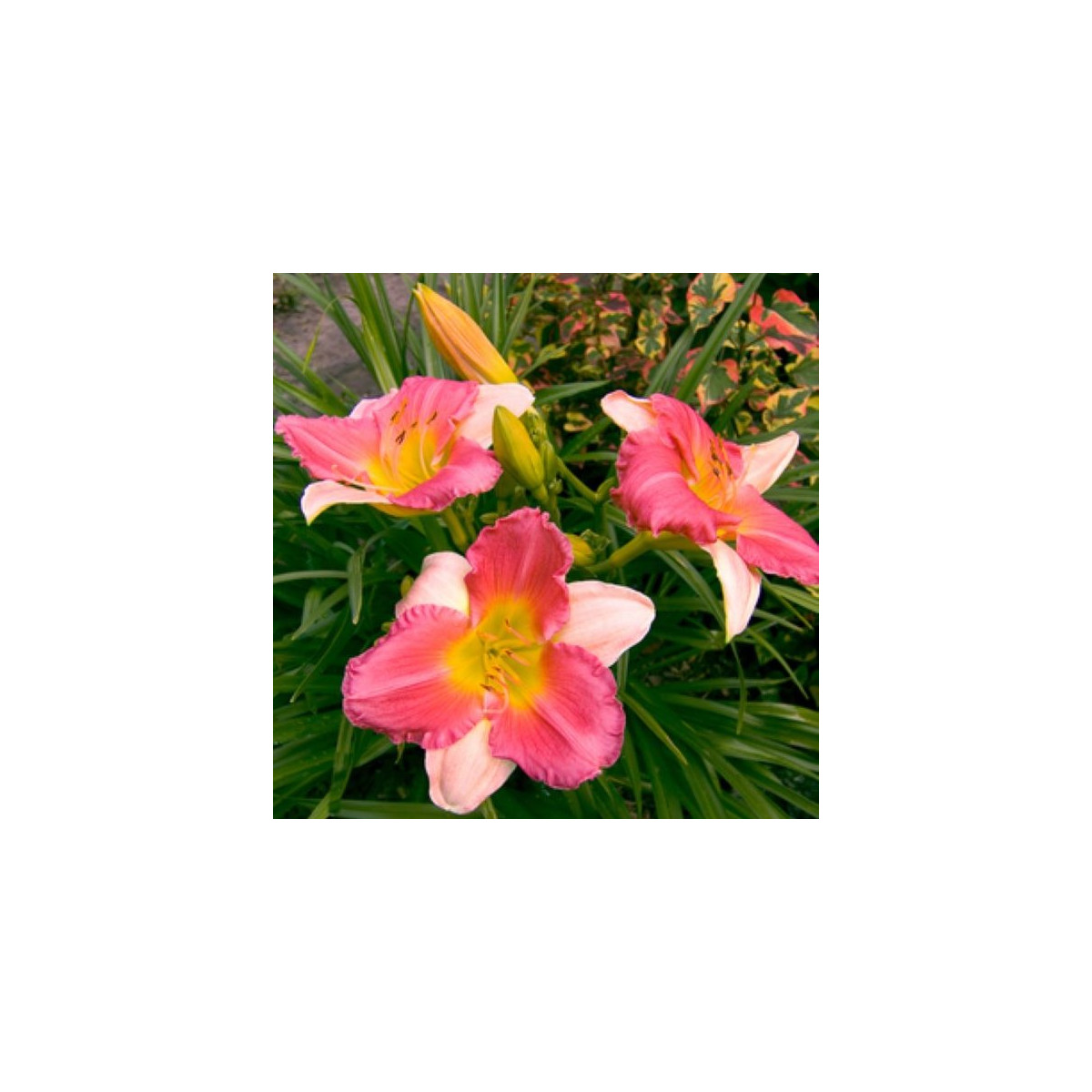 Denivka Final Touch - Hemerocallis - hlízy denivky - 1 ks