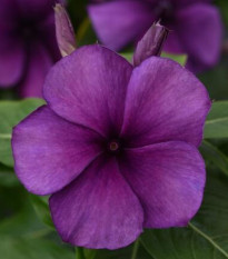 Barvínek Tatoo Blueberry - Catharanthus - osivo barvínku - 20 ks