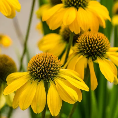 Třapatkovka žlutá - Echinacea - prostokořenná sazenice třapatkovky - 1 ks