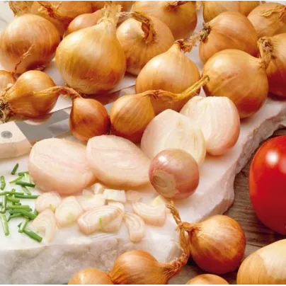 Cibule žlutá Zittauer - Allium cepa - osivo cibule - 270 ks
