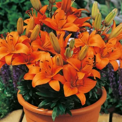 Lilie Abbersville Pride - Lilium - cibule lilií - 1 ks