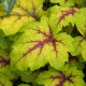Dlužicha Dales Strain - Heuchera - prostokořenné sazenice dlužichy - 1 ks