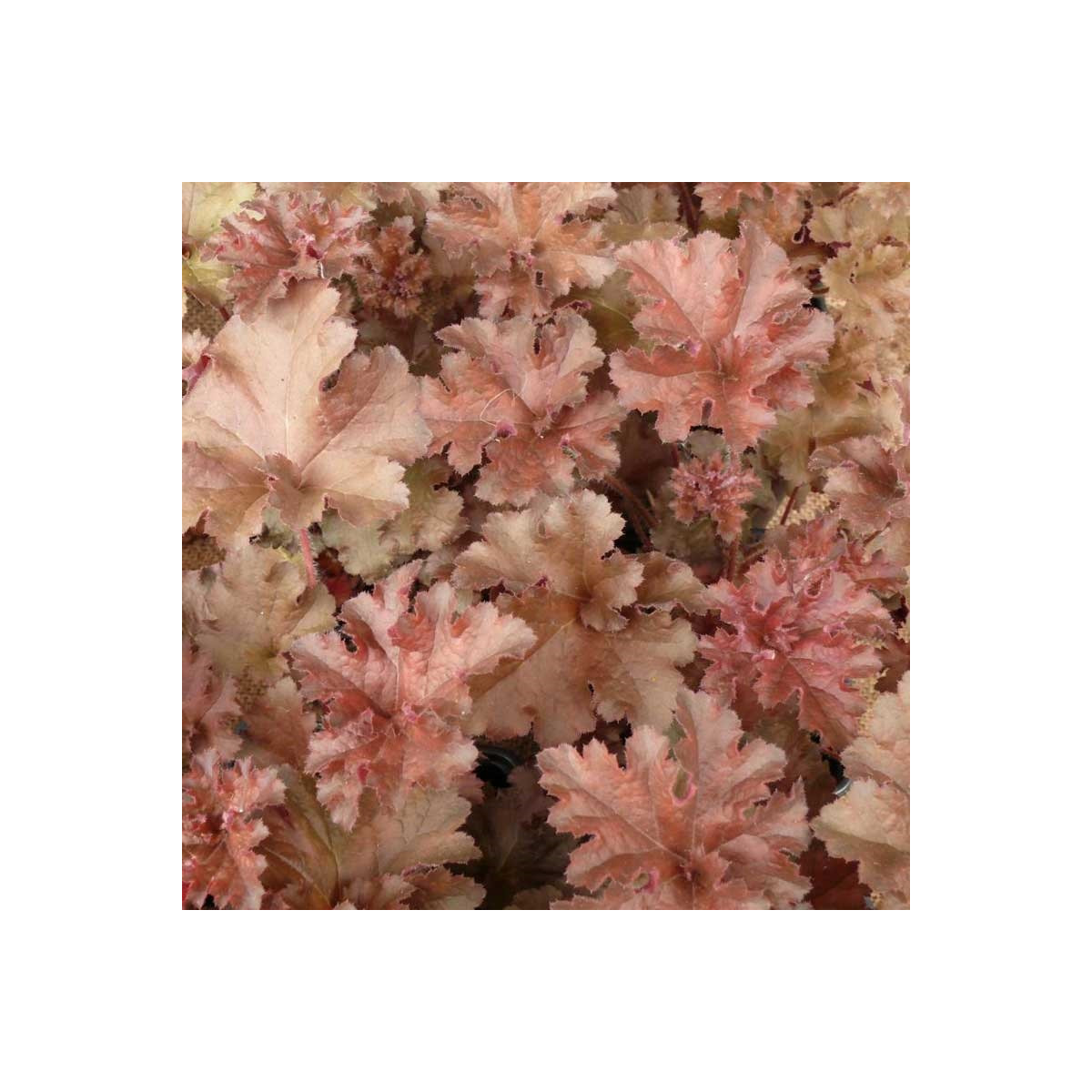 Dlužicha Cappuccino - Heuchera - prostokořenné sazenice dlužichy - 1 ks