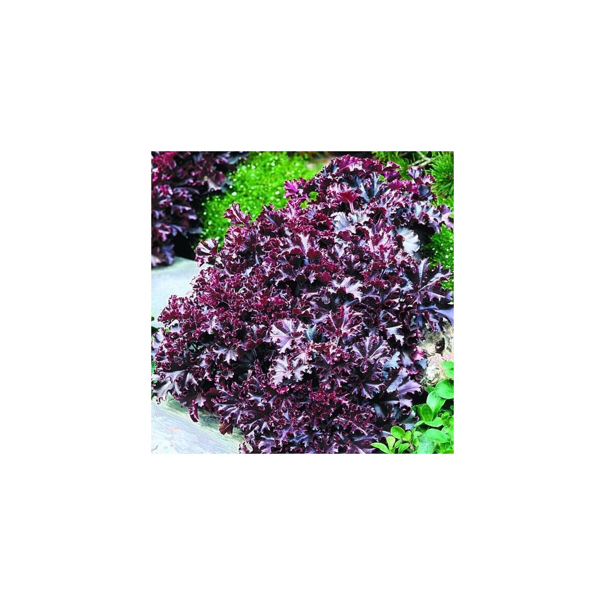 Dlužicha Melting Fire – Heuchera – osivo