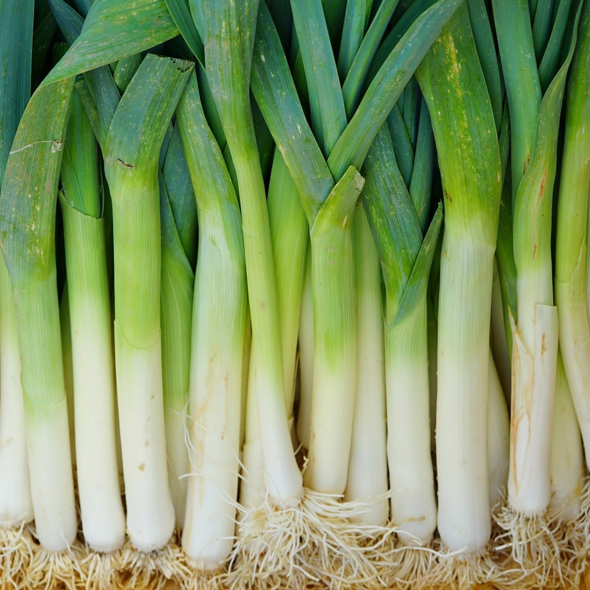 Pór Odrín F1 - Allium porrum - osivo póru - 70 ks