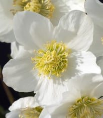 Čemeřice bílá  - Helleborus niger - prostokořenné sazenice čemeřice - 1 ks