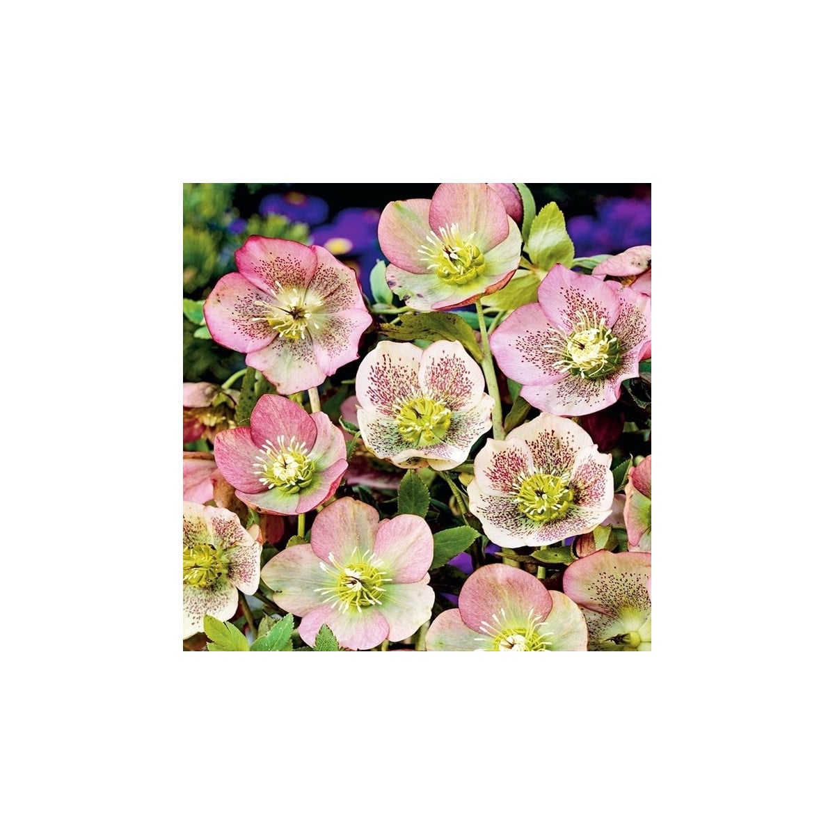 Čemeřice východní - Helleborus orientalis - prostokořenné sazenice čemeřice - 1 ks