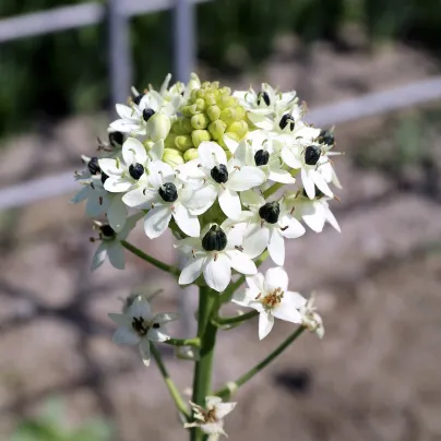 Snědek Saundersův - Ornithogalum saundersiae - cibule snědku - 1 ks