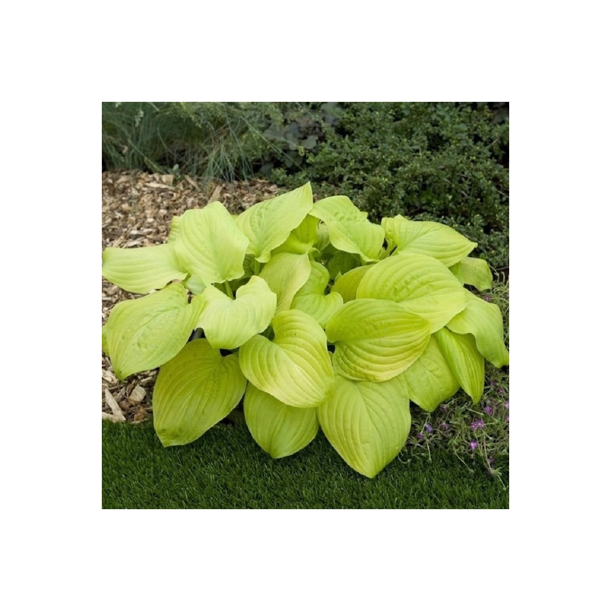 Funkie - Hosta Tortilla Chip - hlízy hosty - 1 ks