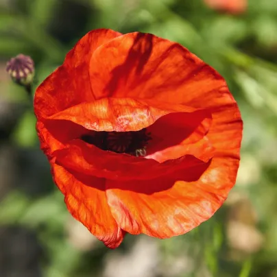 Mák východní - Papaver orientalis - prostokořenná sazenice máku - 1 ks