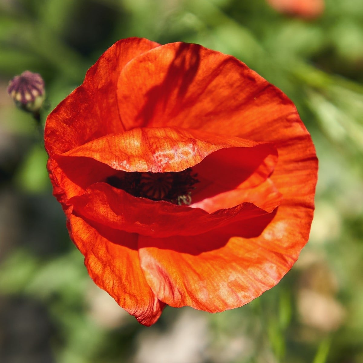 Mák východní - Papaver orientalis - prostokořenná sazenice máku - 1 ks