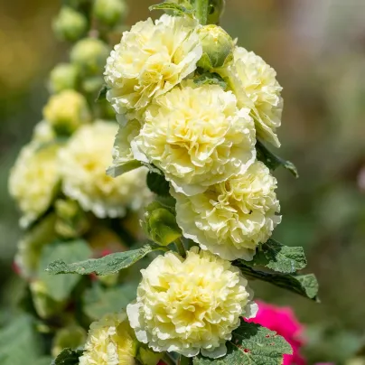 Topolovka Spring Celebrities Lemon - Alcea - prostokořenné sazenice topolovky - 1 ks
