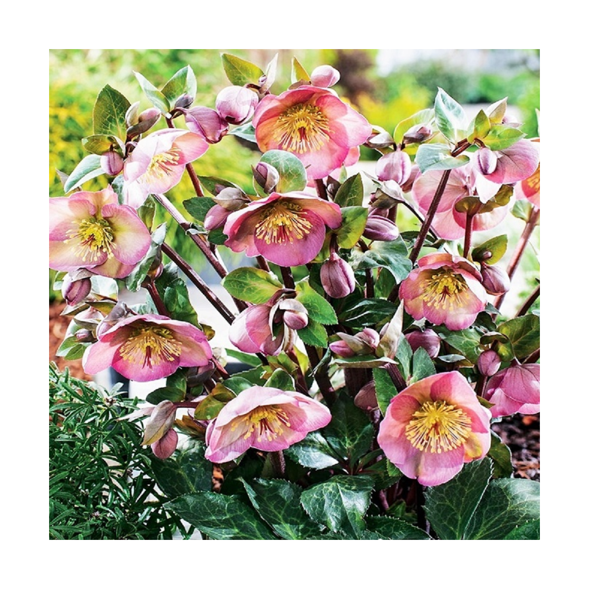 Čemeřice Montsegur - Helleborus - prostokořenné sazenice čemeřice - 1 ks