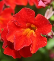Kejklířka Magic Red - Mimulus - osivo kejklířky - 30 ks
