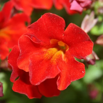 Kejklířka Magic Red - Mimulus - osivo kejklířky - 30 ks