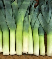 Pór Herbstriesen 2 - Allium porrum - osivo póru - 200 ks