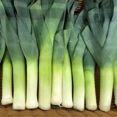 Pór Herbstriesen 2 - Allium porrum - osivo póru - 200 ks