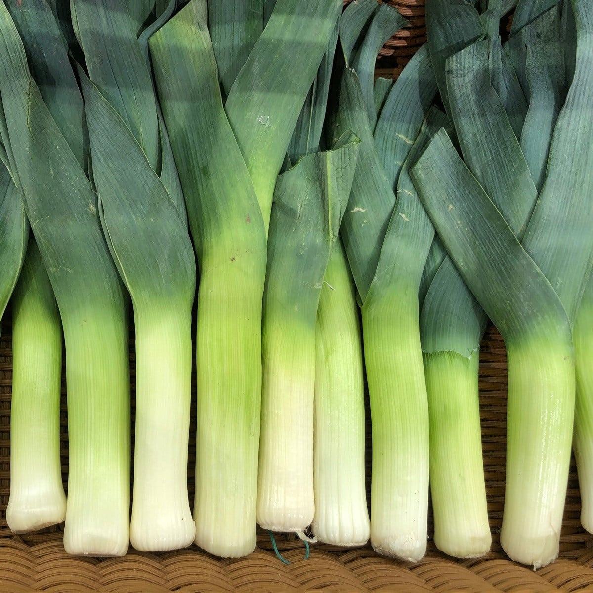 Pór Herbstriesen 2 - Allium porrum - osivo póru - 200 ks