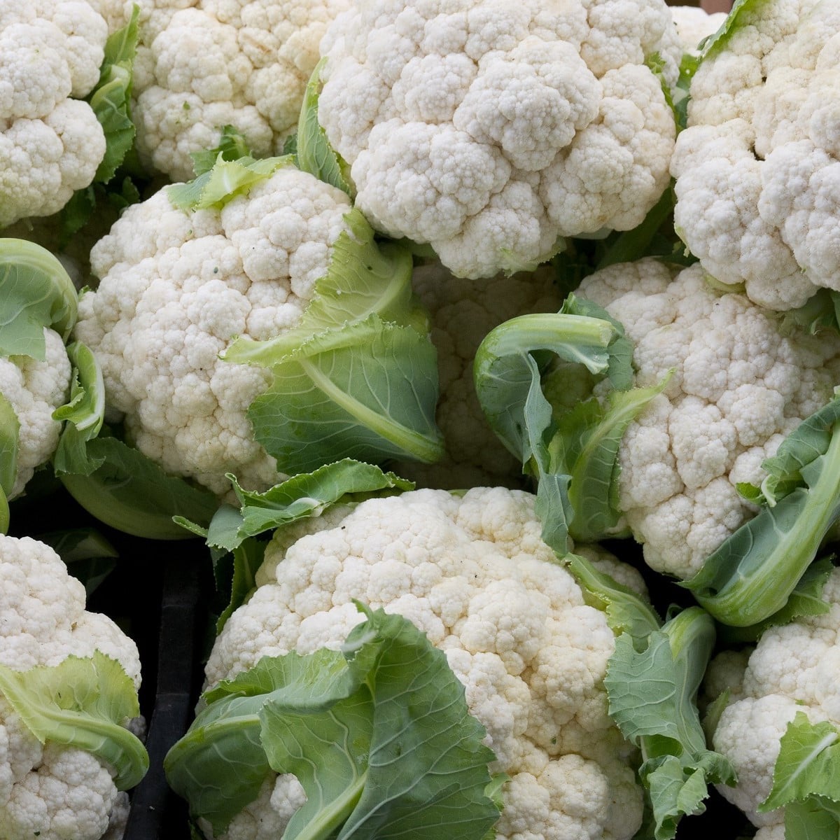 BIO Květák pozdní Tabiro - Brassica oleracea - bio osivo květáku - 20 ks