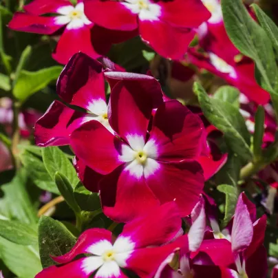 Barvínek Volante Burgundy Halo - Catharanthus - osivo barvínku - 30 ks
