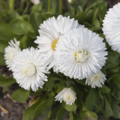 Sedmikráska obecná Habanera bílá - Bellis perennis - osivo sedmikrásky - 40 ks