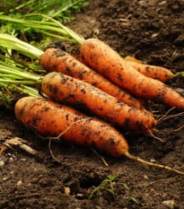 BIO Mrkev raná Touchon - Daucus carota - bio osivo mrkve - 200 ks