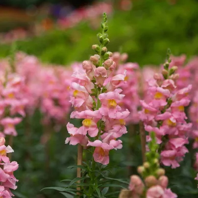 Hledík větší Rocket F1 Rose - Antirrhinum majus - osivo hledíku - 20 ks