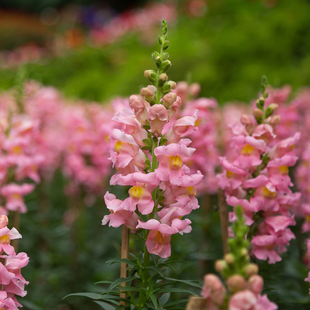 Hledík větší Rocket F1 Rose - Antirrhinum majus - osivo hledíku - 20 ks