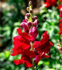 Hledík větší Rocket F1 Red - Antirrhinum majus - osivo hledíku - 20 ks