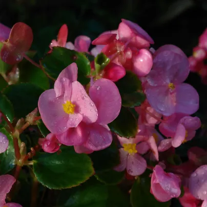 Begónie Superstar F1 Rose - Begonia semperflorens - osivo begónie - 20 ks