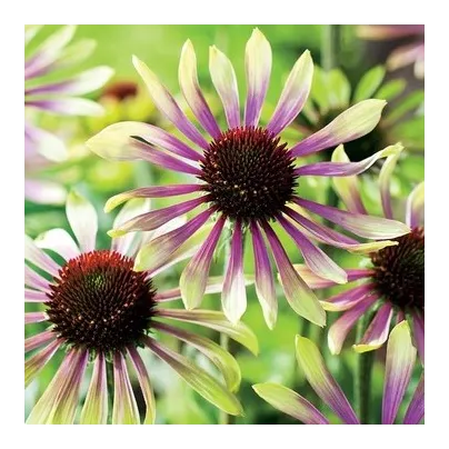 Třapatkovka Green Twister - Echinacea purpurea - prostokořenná sazenice třapatkovky - 1 ks