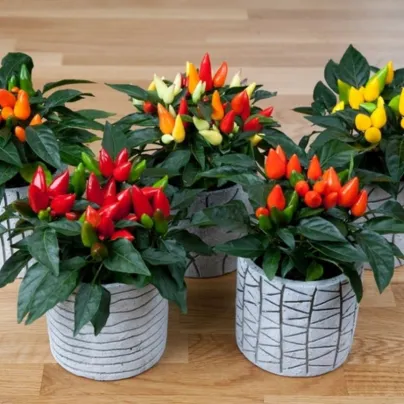 Okrasná paprika Salsa Mix - Capsicum annuum - osivo paprik - 7 ks