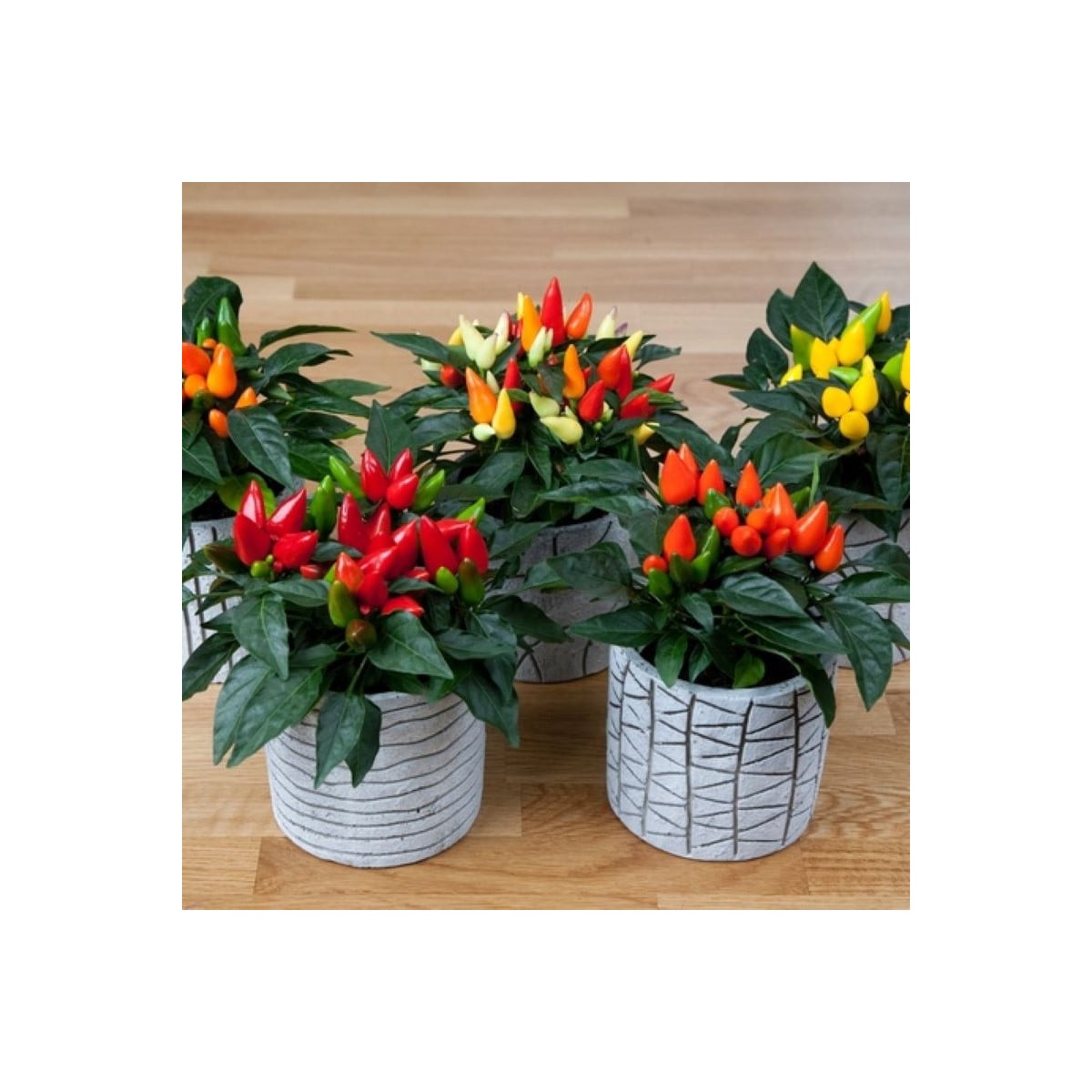 Okrasná paprika Salsa Mix - Capsicum annuum - osivo paprik - 7 ks
