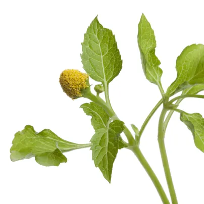 Plamatka zelná Homer - Spilanthes oleracea - osivo plamatky - 15 ks