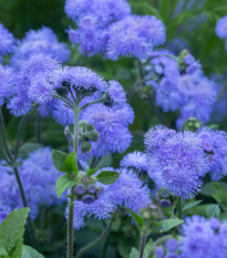 Nestařec americký Blue - Ageratum houstonianum - osivo nestařce - 50 ks
