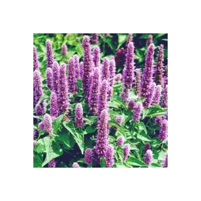 Agastache mexická Bavaria - Agastache mexicana - osivo agastache - 30 ks