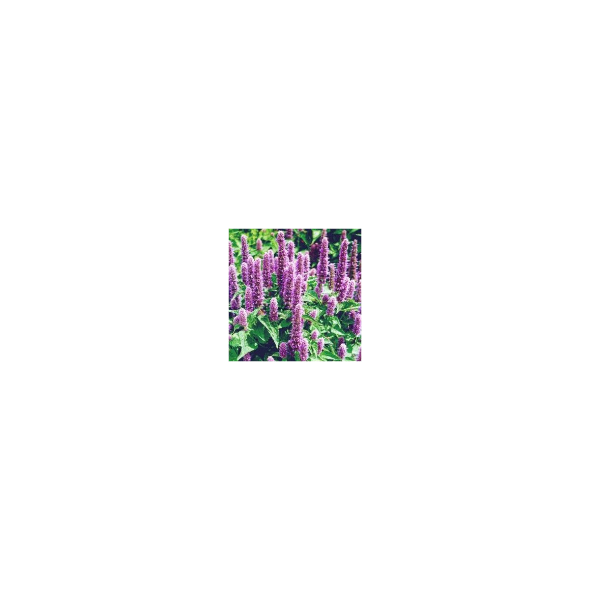 Agastache mexická Bavaria - Agastache mexicana - osivo agastache - 30 ks