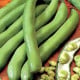 BIO Bob Hangdown - Vicia faba - bio osivo bobu - 20 ks