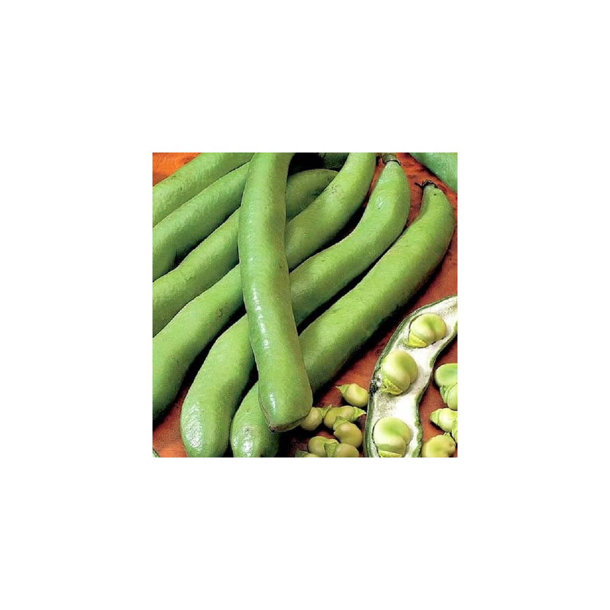 BIO Bob Hangdown - Vicia faba - bio osivo bobu - 20 ks