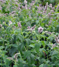 Máta dlouholistá Horse mint - Mentha longifolia - osivo máty - 0,1 g